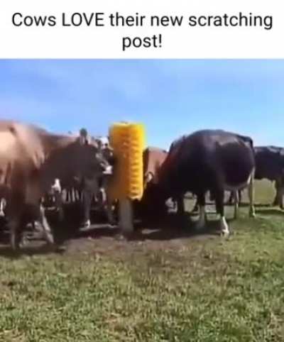 who doesn't love a good scratch!...