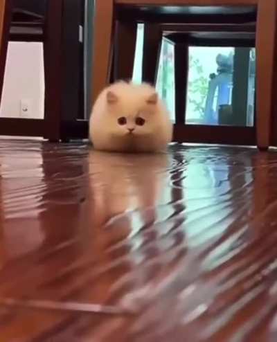 Cutest chonker