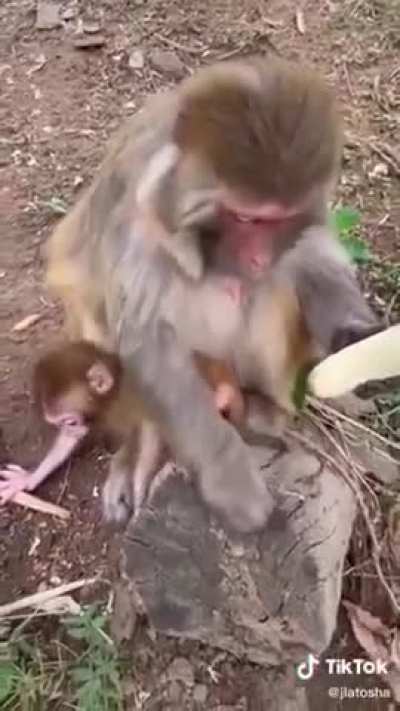 Even Monkeys do not eat the banana strings.