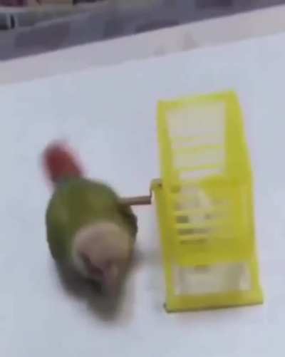 Asshole person films asshole parrot being an asshole