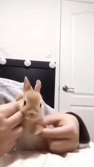 rule_bunny