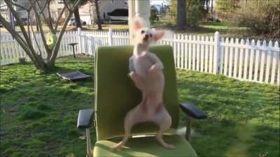 Dancing Doggo