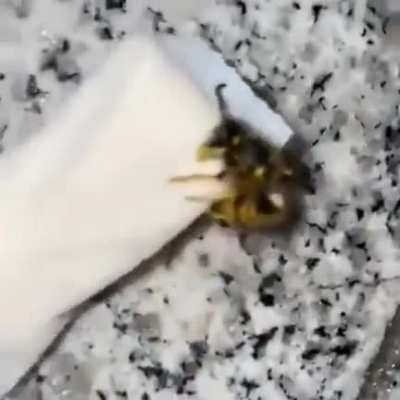 🦗😵&zwj;💫😵&zwj;💫