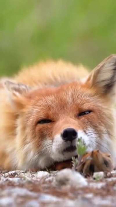 “Sleepy” 🦊🤗😘