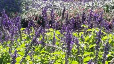 South Park Pollinators