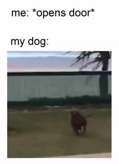 why does it feel like dogs jump in slow motion