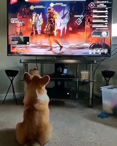 Doggo gets scared over game