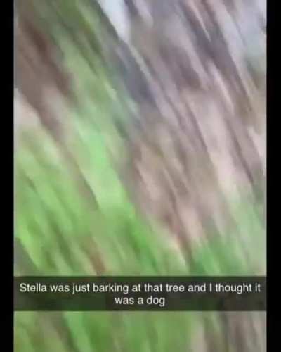 The bear was like 👁️👄👁️