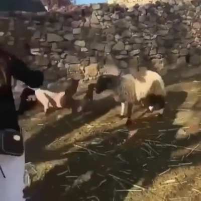 HMC while I take this lambs baby and kick dirt in it&rsquo;s face.