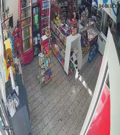 Apareció otro perro ladrón, se robó unas masitas pepas de un kiosco de Ensenada