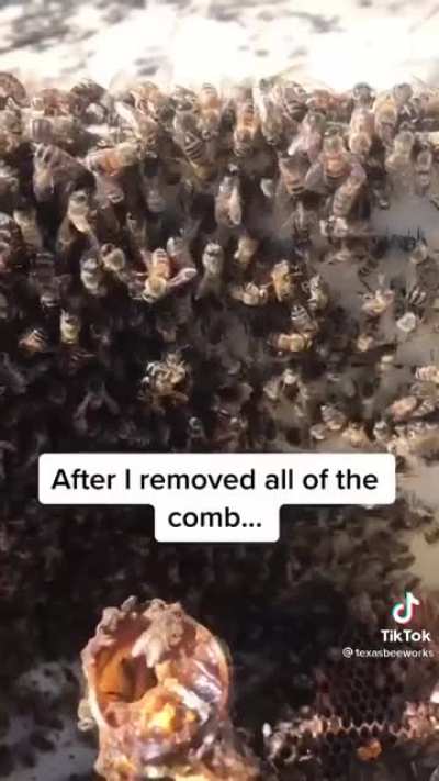 Bee lady cleaning the toilet