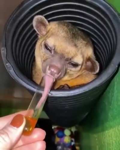 🔥 The tongue of the kinkajou, or Potos flavus, can be up to 13 cm long.