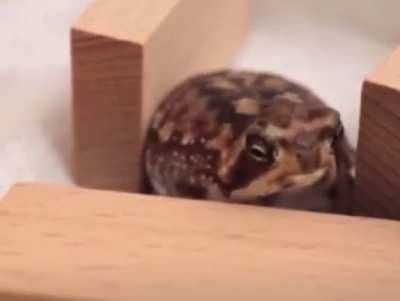 Cute sleepy desert rain frog