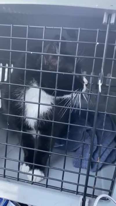 Somebody doesn&rsquo;t want to visit the vet!