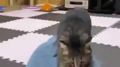 Shark fiercely attacked by a cat