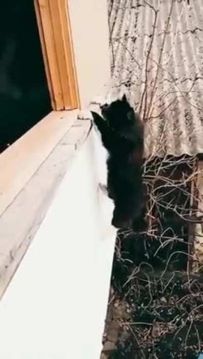 Catman