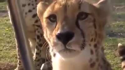 🐯🐯🐯