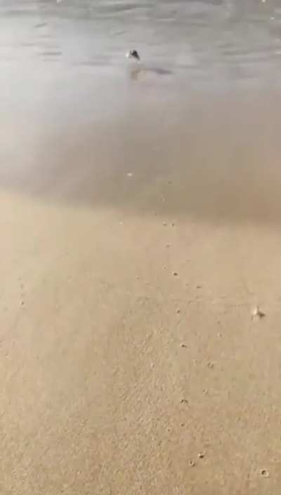Back to the ocean