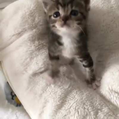 Hungry bean