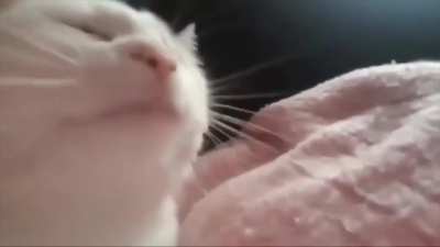 yes