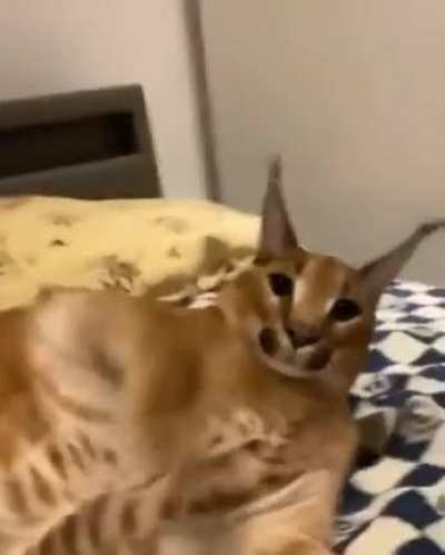 Scarey cat