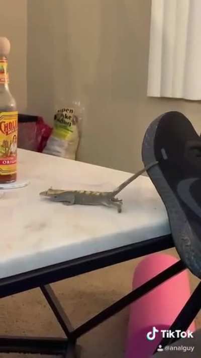 My crested gecko noticed my beta for the first time