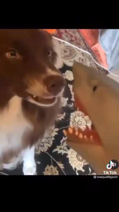 Blursed unexpected dog and shark