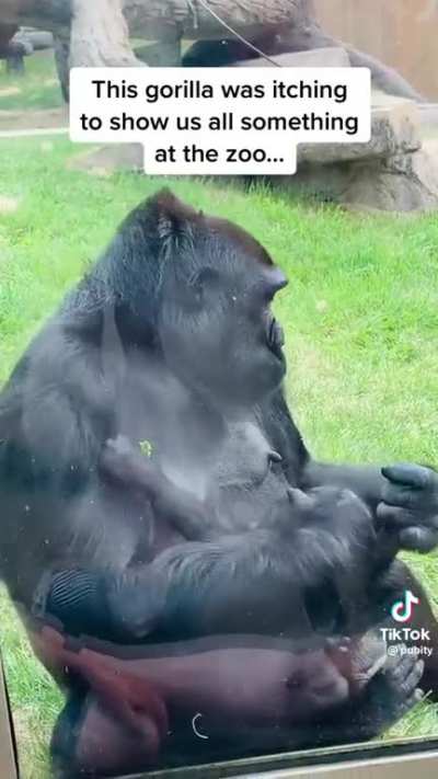 Gorillas. They&rsquo;re just like us with their forehead kisses 🥺
