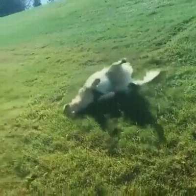 Happy doggo slides downhill