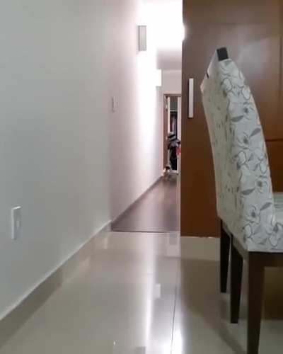 Here comes doggo