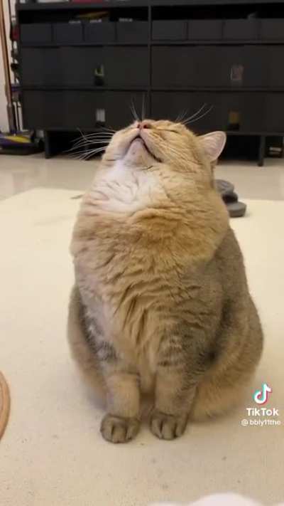 Kitty fell asleep sitting up