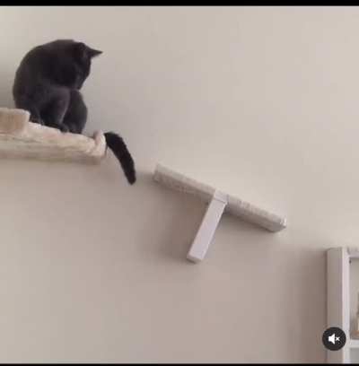 A cat wall I made for my first cat in my first apartment