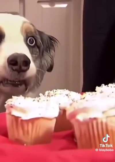 poor dog had a mental breakdown
