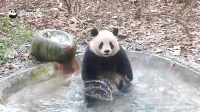 A panda a day keeps the sorrow away