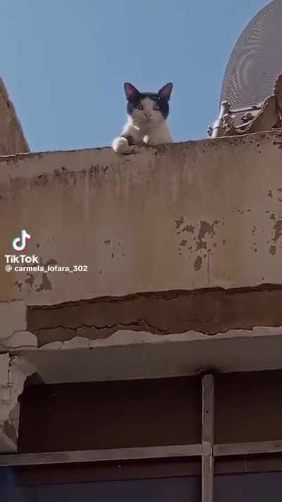 Muslim cat?
