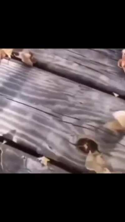 The original sound possibly discovered