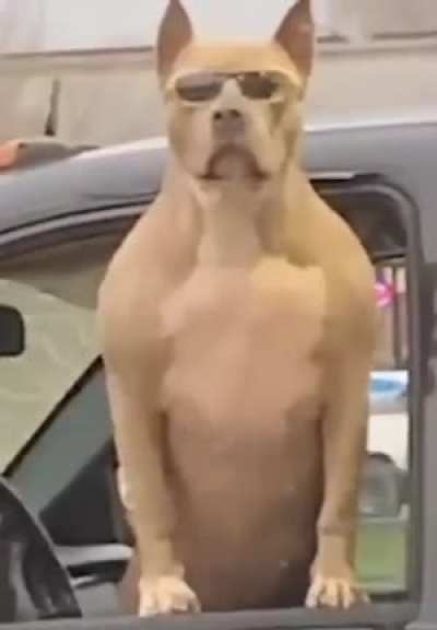 that doggo is 100% stealing my girl