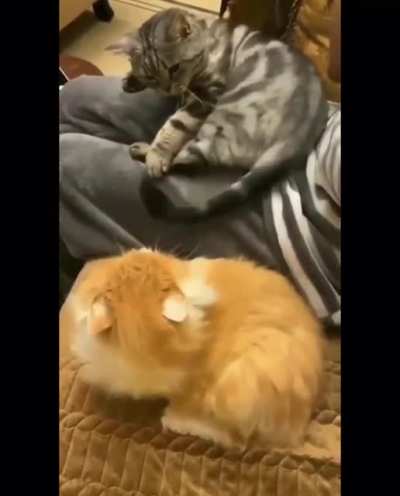 But you were whipping me with your tail!