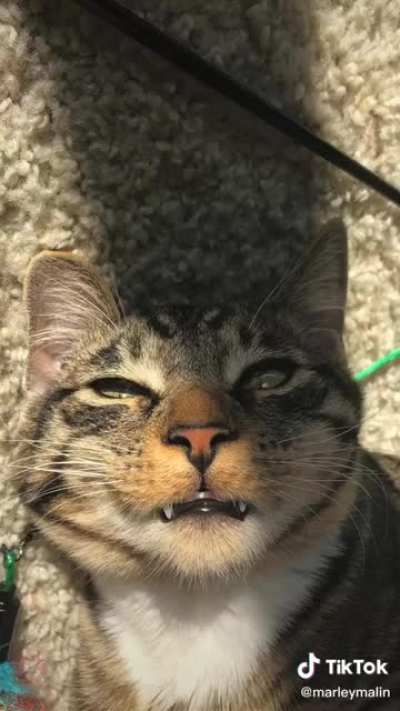 I can&rsquo;t stop watching and wondering how this cat is so emotive