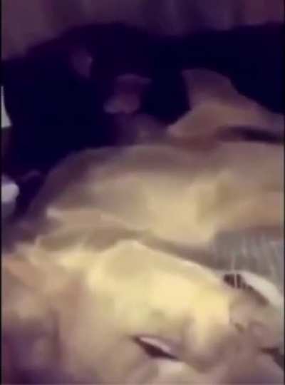 Bitch Slap