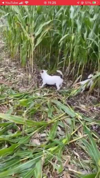 An act of dog? I&rsquo;m no expert but I don&rsquo;t think that&rsquo;s how corn is harvested.