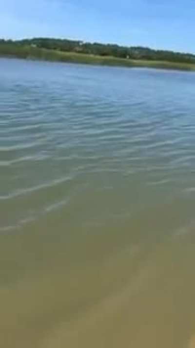 Dolphins are so majestic
