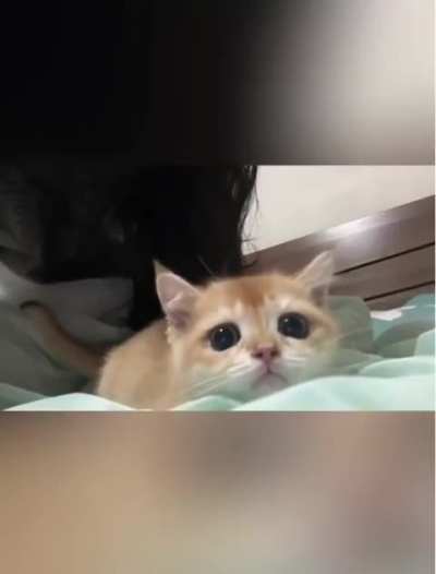 Самое опасное животное на этой планете