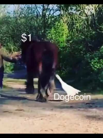 Doge Day didn&rsquo;t go quit as planned 🙄