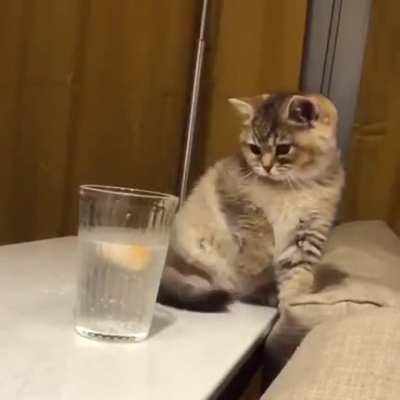 Catculating what is going on