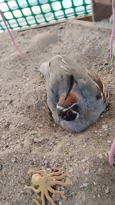 Disciple of the dirt