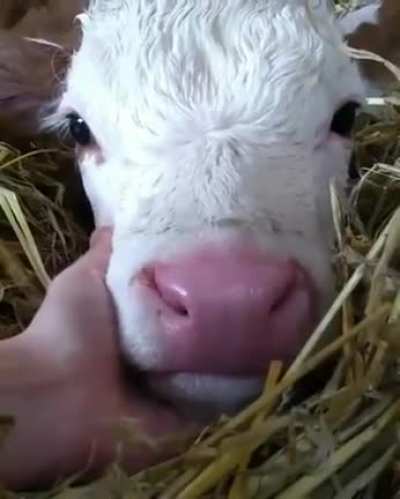 Sweet moo-cow