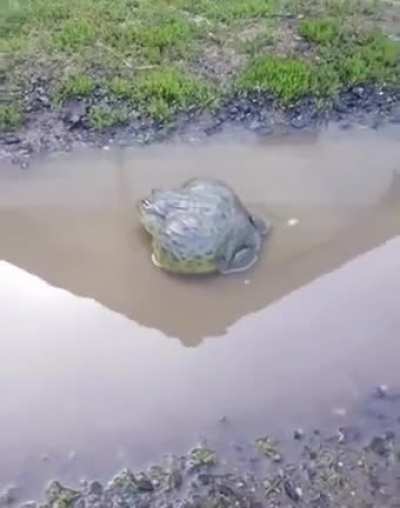 Skilled Hitfrog observes his surroundings and decides his type of approach before making the kill