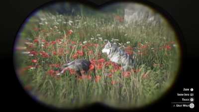 Don't cry for me...I'm already dead. Wolf crying over the body of another wolf