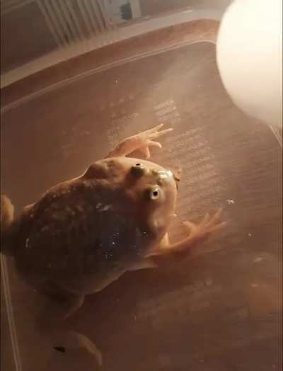 Killer Wednesday Frog slay his prey! Fatality !